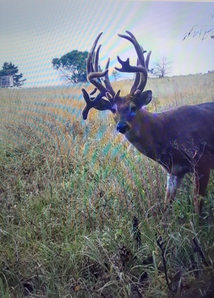 Trail cam