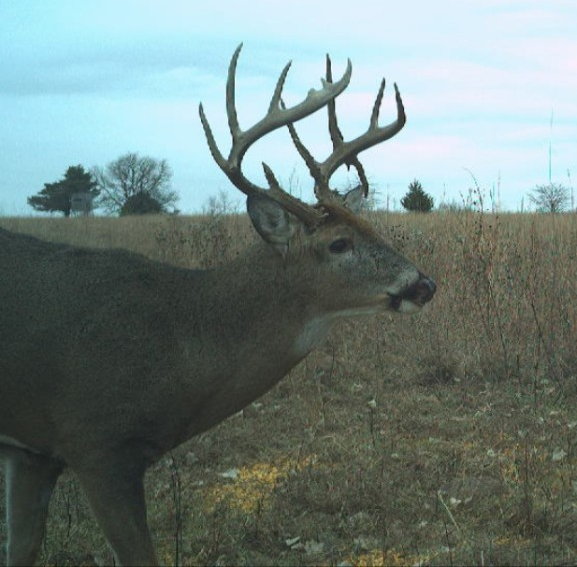 Trail cam